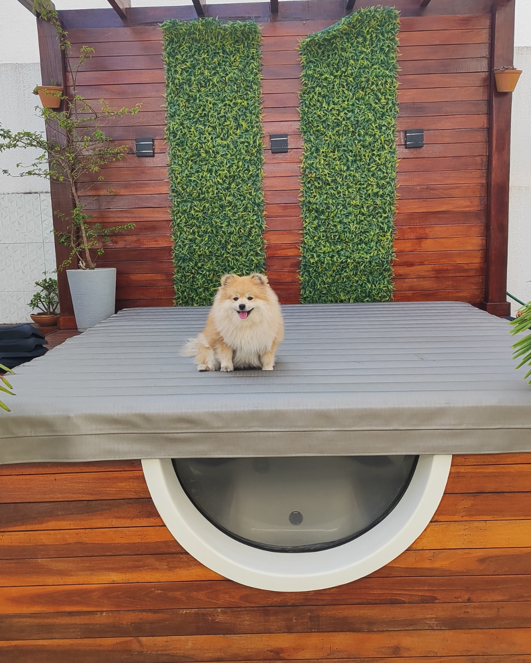 capa spa com pet