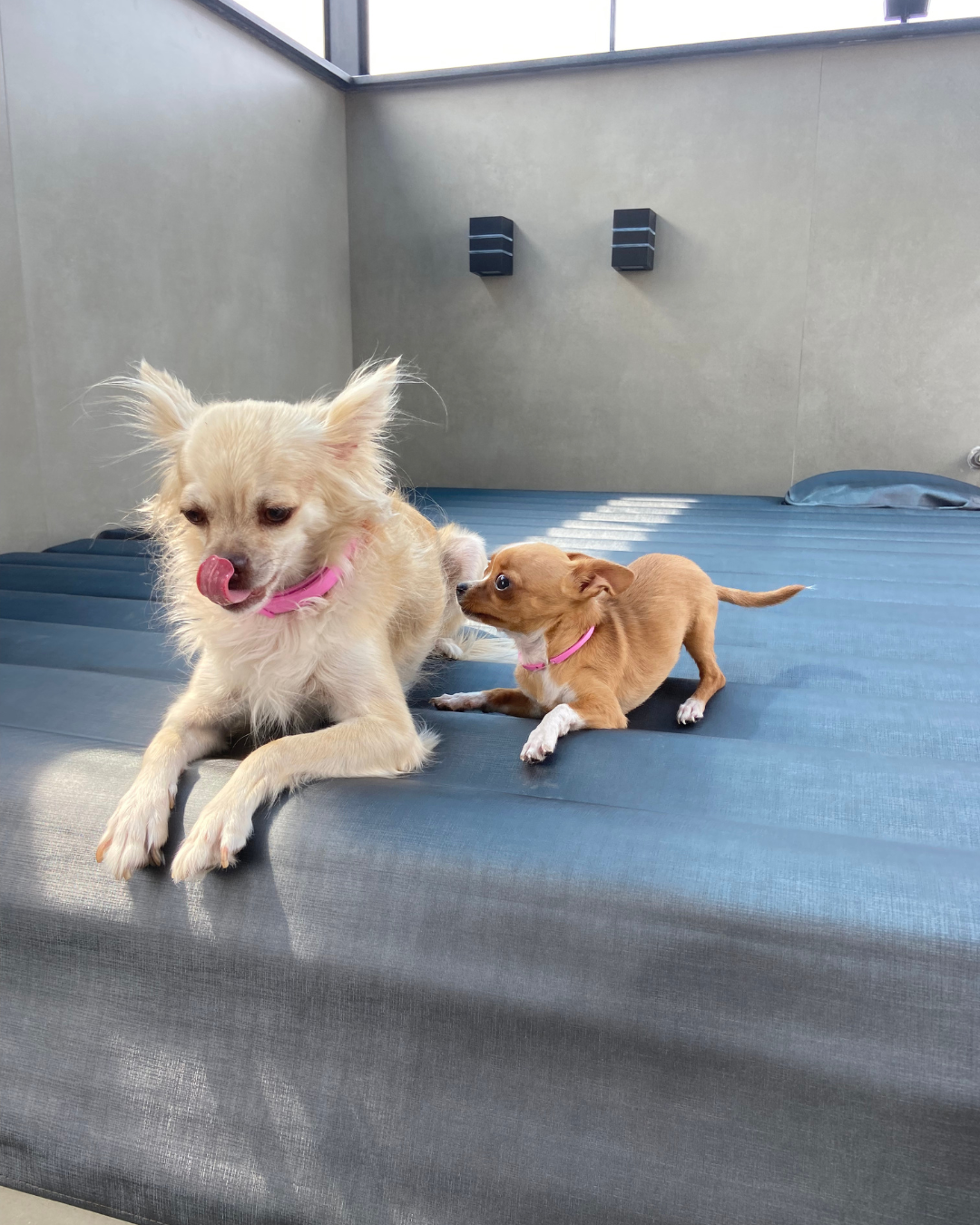 capa spa com pets
