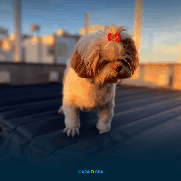 slide-capa-spa-12.png